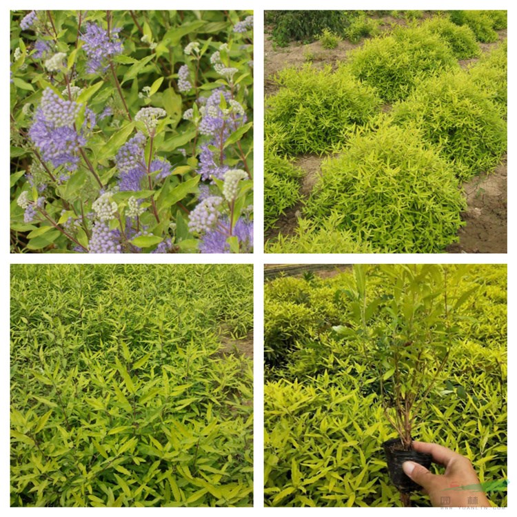 金葉蕕 綠化苗木 金葉蕕小苗 基地直銷 彩葉灌木 金葉蕕小盆 中盆 地苗