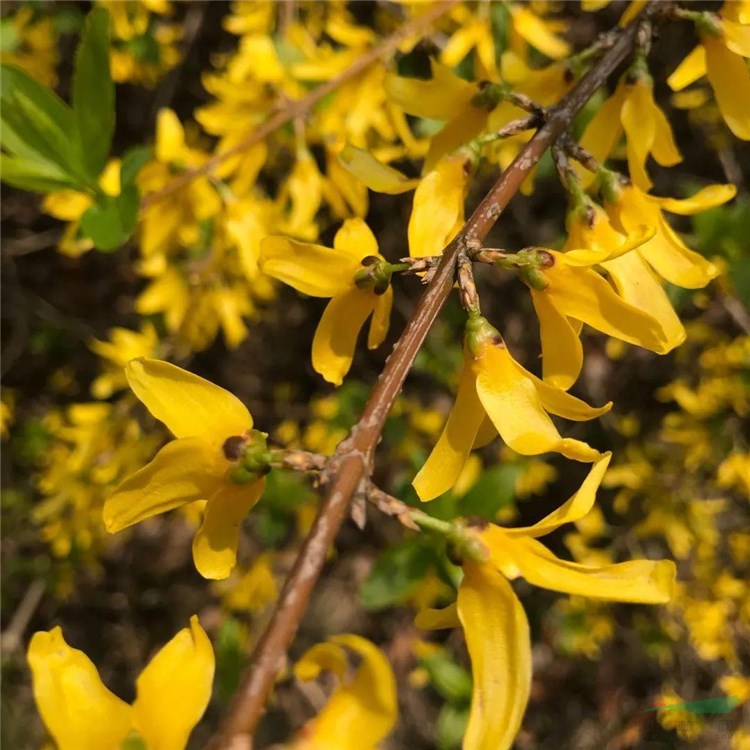 基地供應(yīng) 金鐘花 金種花苗小盆 中盆 地苗 適應(yīng)性強(qiáng) 園林庭院工程苗 加侖盆苗 大小規(guī)格齊全