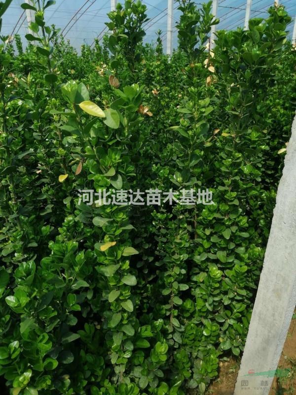 北海道黄杨苗，北海道黄杨绿篱苗，大叶黄杨树1米