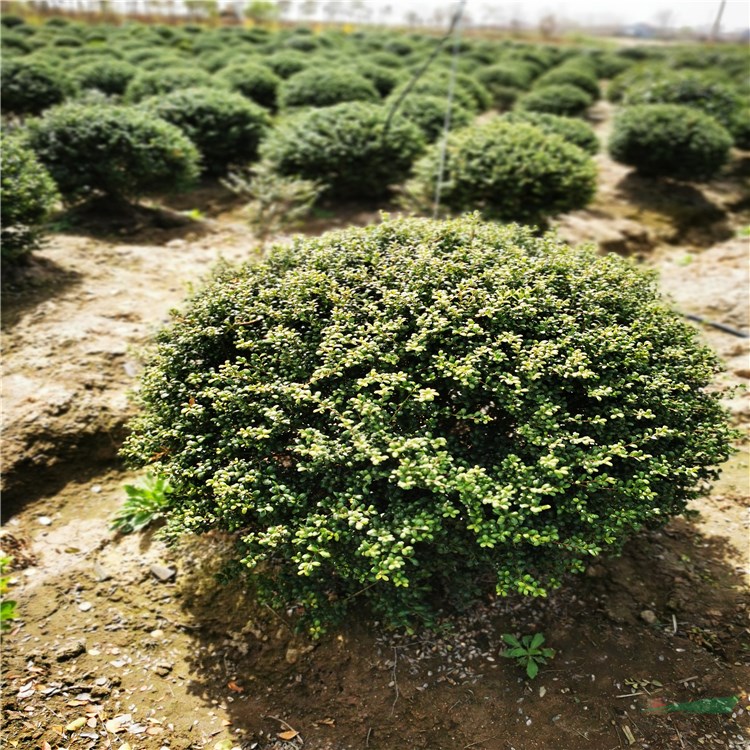 基地批發(fā)龜甲冬青球 工程綠化苗木灌木 常綠型苗木 龜甲冬青苗 道路園林綠化 龜甲冬青