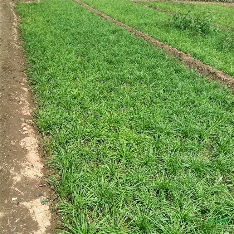 廠家批發(fā)大葉苔草 植物園林綠化地被植物大葉苔草 工程用喜陰苔草 大葉苔草小苗 杯苗 大小規(guī)格齊全