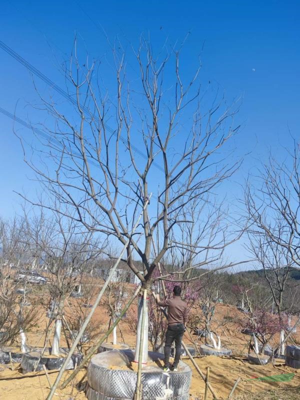 容器苗(控根器)烏桕18-50cm