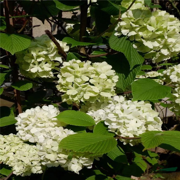 基地批發(fā) 麻葉木繡球 繡球花 景點(diǎn)風(fēng)景花苗 街道路旁裝飾綠植 根系發(fā)達(dá) 易成活 園林工程花苗