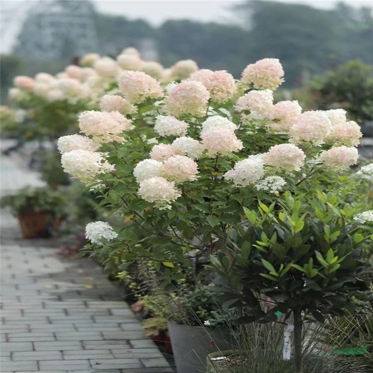 基地供應(yīng) 圓錐繡球 石灰燈木繡球花苗 香草草莓 耐曬耐寒 夏季盆栽花卉 品種多樣 歡迎來電選購