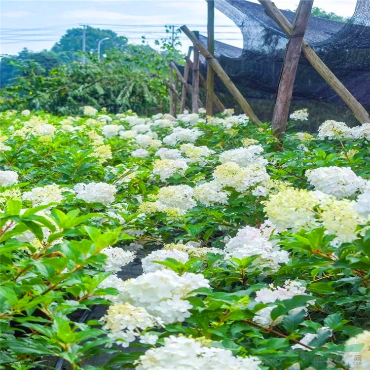 基地供應(yīng) 圓錐繡球 石灰燈木繡球花苗 香草草莓 耐曬耐寒 夏季盆栽花卉 品種多樣 歡迎來電選購