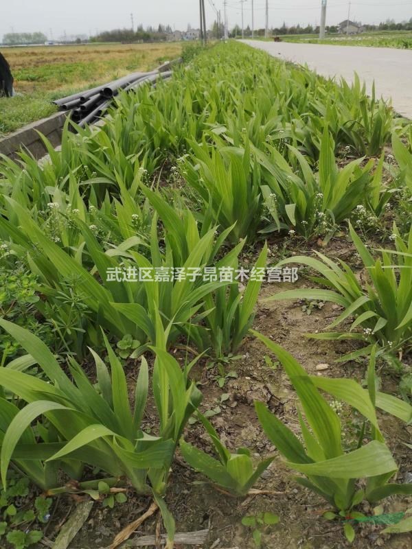 鳶尾 藍(lán)蝴蝶，紫蝴蝶，扁竹花，烏鳶，蝴蝶花