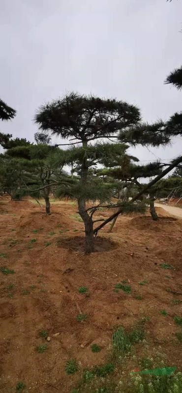 山東有各種奇形怪狀的造型黑松，山東有各種規(guī)格的造型油松，各種