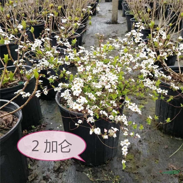 苗圃出售 噴雪花 珍珠繡線菊 噴雪花盆栽 南北方種植庭院種植 雪柳花