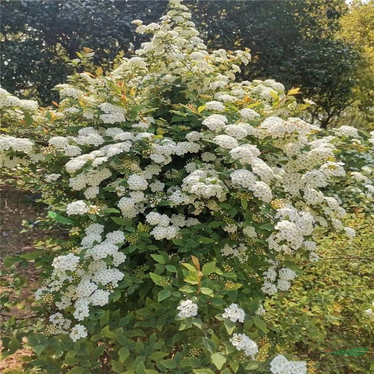 基地批發(fā) 麻葉繡線菊 庭院別墅小區(qū)綠化 園林綠籬植物 麻葉繡線菊小苗 小手球 珍珠梅 歡迎訂購(gòu)