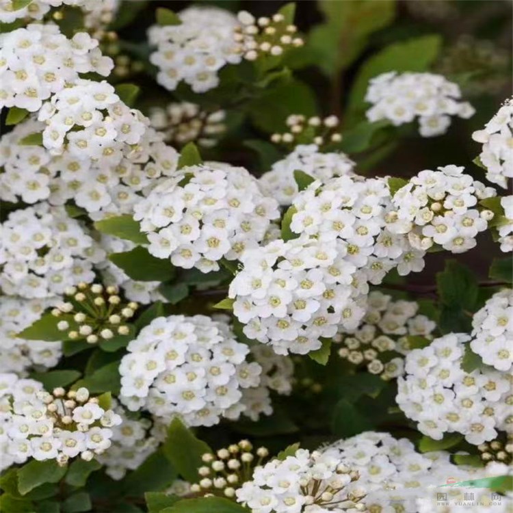 基地批發(fā) 麻葉繡線菊 庭院別墅小區(qū)綠化 園林綠籬植物 麻葉繡線菊小苗 小手球 珍珠梅 歡迎訂購(gòu)