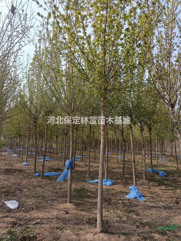 8公分復葉槭