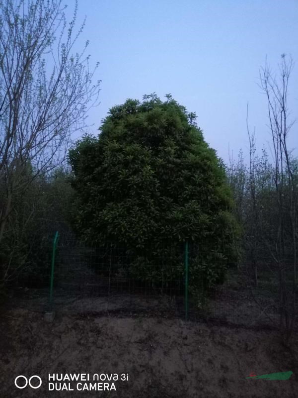 中華石楠