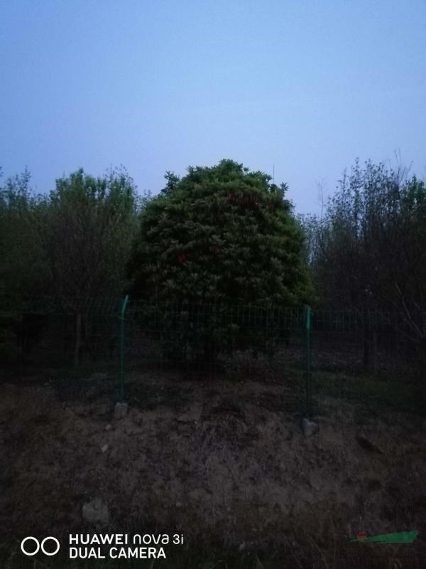 中華石楠