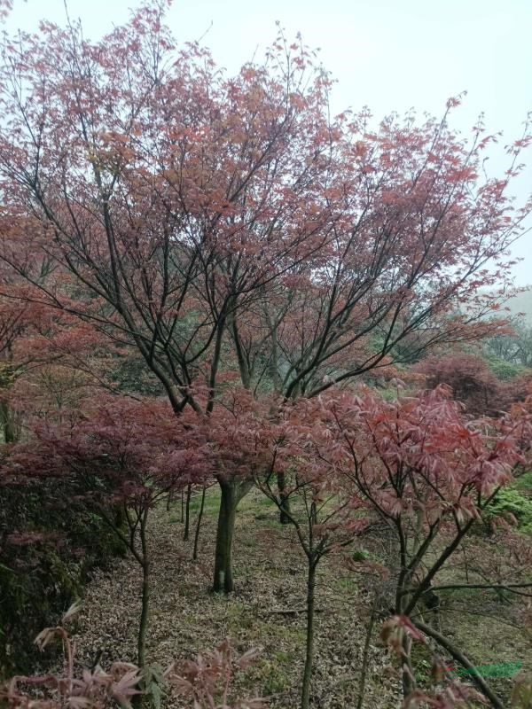 紅楓