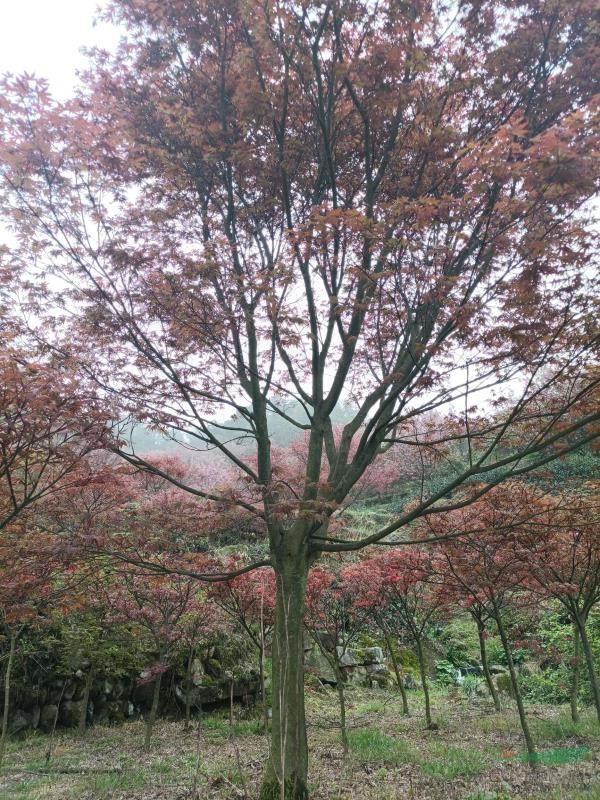 紅楓