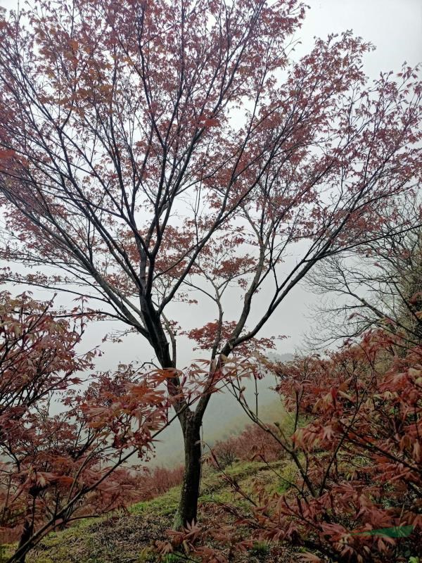 紅楓