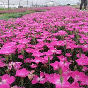 歐石竹花海草坪綠化 園林景觀綠化植物 完美石竹雜交石竹