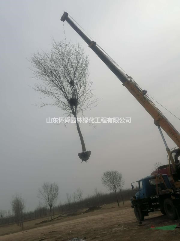 15公分國槐山東什么行情
