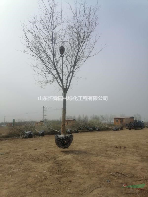 15公分國槐山東什么行情