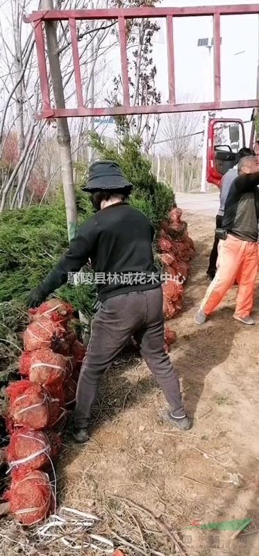 河南檜柏，鄢陵刺柏