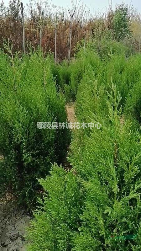 河南檜柏，鄢陵刺柏