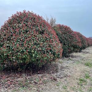 紅葉石楠球價(jià)格，紅葉石楠球基地直銷