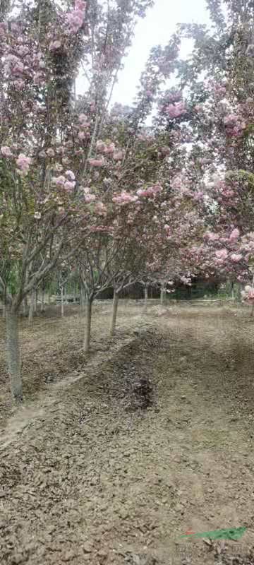 江蘇櫻花批發(fā)大量出售日本櫻花，日本早櫻批發(fā)價(jià)格便宜日本晚櫻批