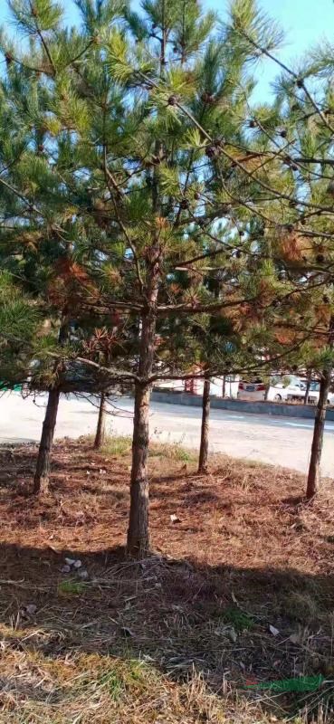 這是今天從基地實(shí)拍的油松圖片高度4.5米油松批發(fā)價(jià)格便宜如果