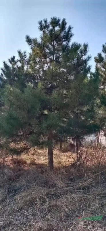 這是今天從基地實(shí)拍的油松圖片高度4.5米油松批發(fā)價(jià)格便宜如果