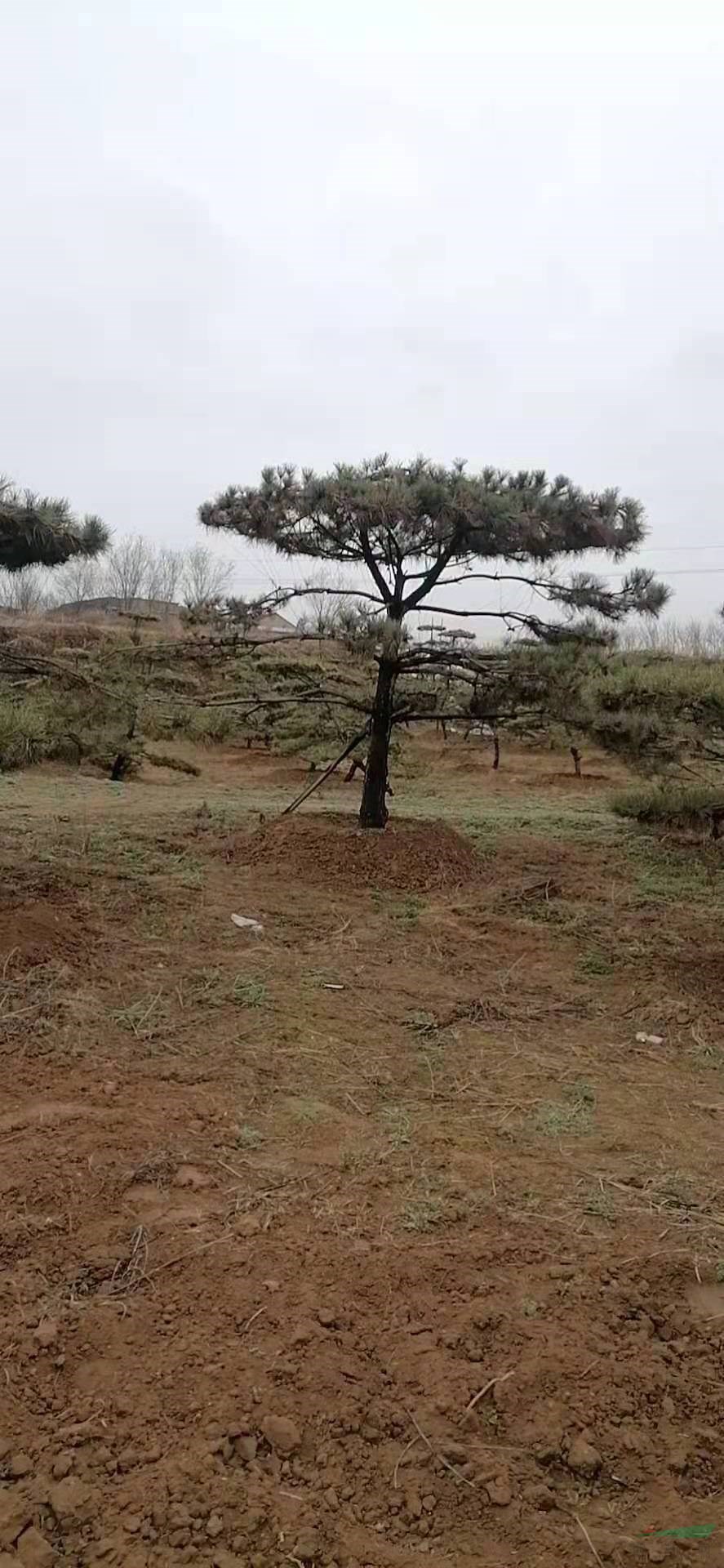 山西省造型油松價格怎么樣如果需要采購山西造型油松可以到本公司