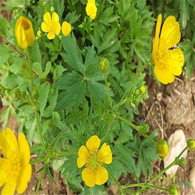 基地供應(yīng) 毛茛 毛茛小苗 杯苗 園林地被綠植 濕地綠化苗木