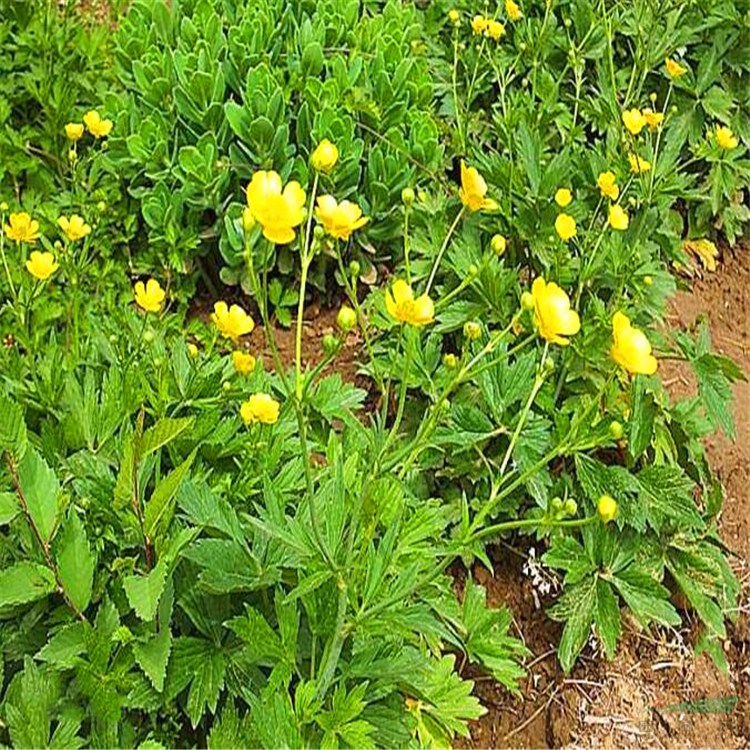 基地供應(yīng) 毛茛 毛茛小苗 杯苗 園林地被綠植 濕地綠化苗木