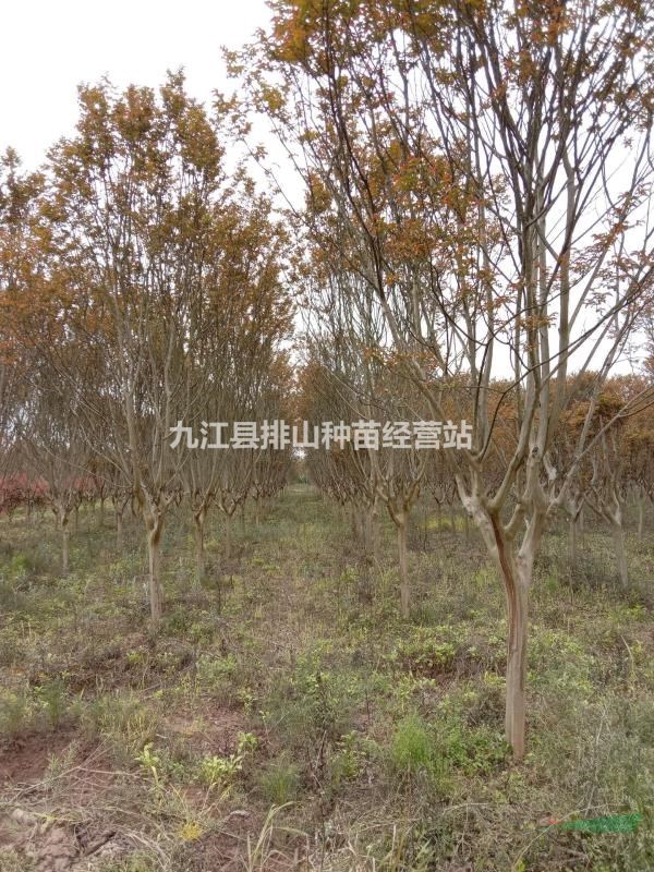 紫薇基地