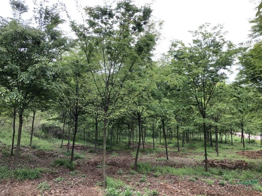 這是本基地的八公分櫸樹九公分櫸樹十公分取數(shù)，本基地還有很多的
