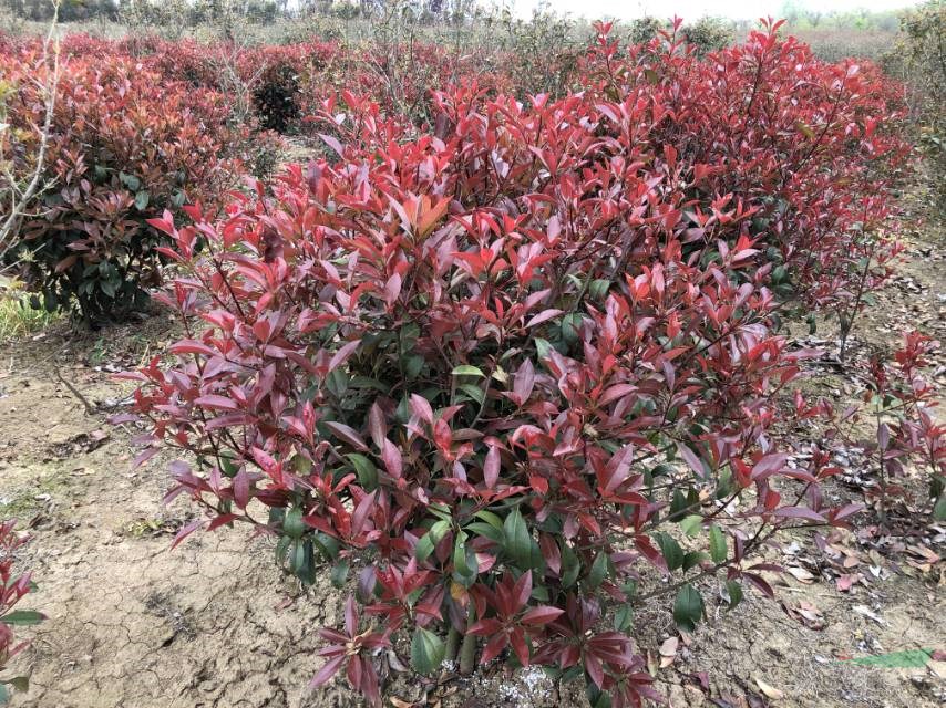 本基地有很多80公分的紅葉石楠球安徽80公分紅葉石楠球報價便