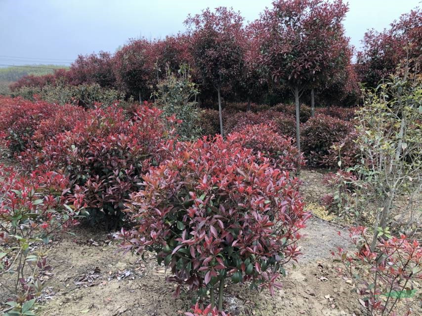 本基地有很多80公分的紅葉石楠球安徽80公分紅葉石楠球報價便