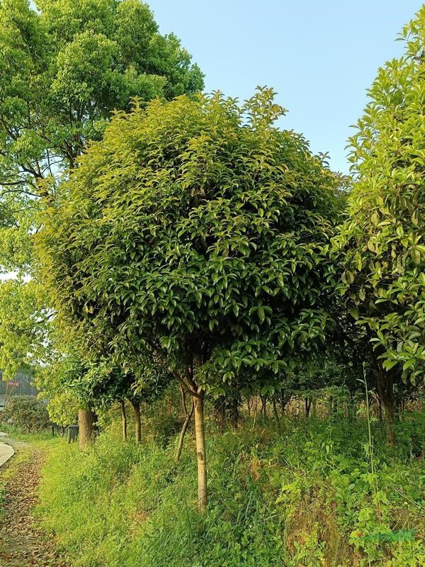 优质苗木供应-无信不兴