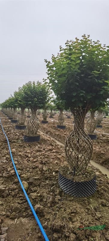广州南沙广大花木基地大量供应造型小叶紫薇花瓶