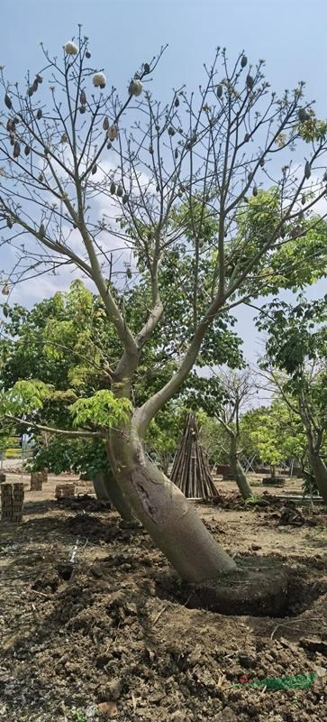 广州南沙广大花木基地大量供应造型斜飘大腹木棉