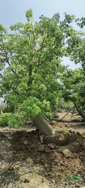 广州南沙广大花木基地大量供应造型斜飘大腹木棉