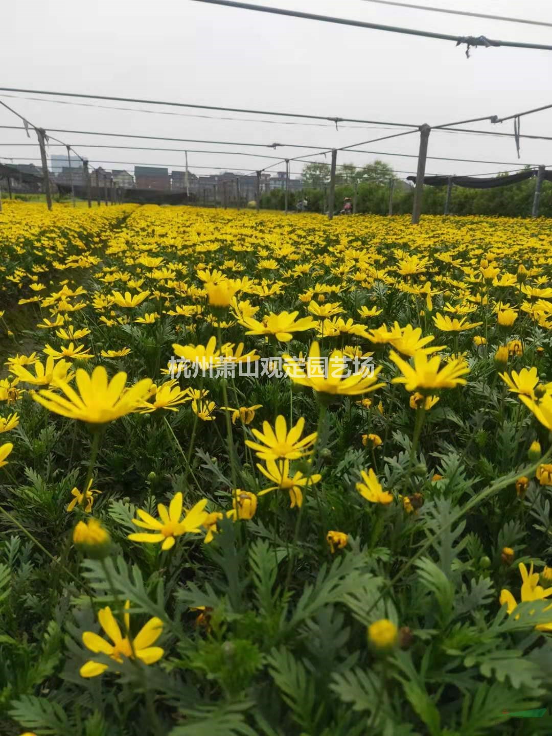 杭州萧山黄金菊大杯苗供应