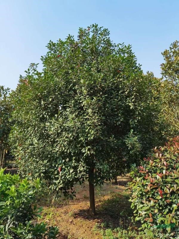 供應10公分紅葉石楠