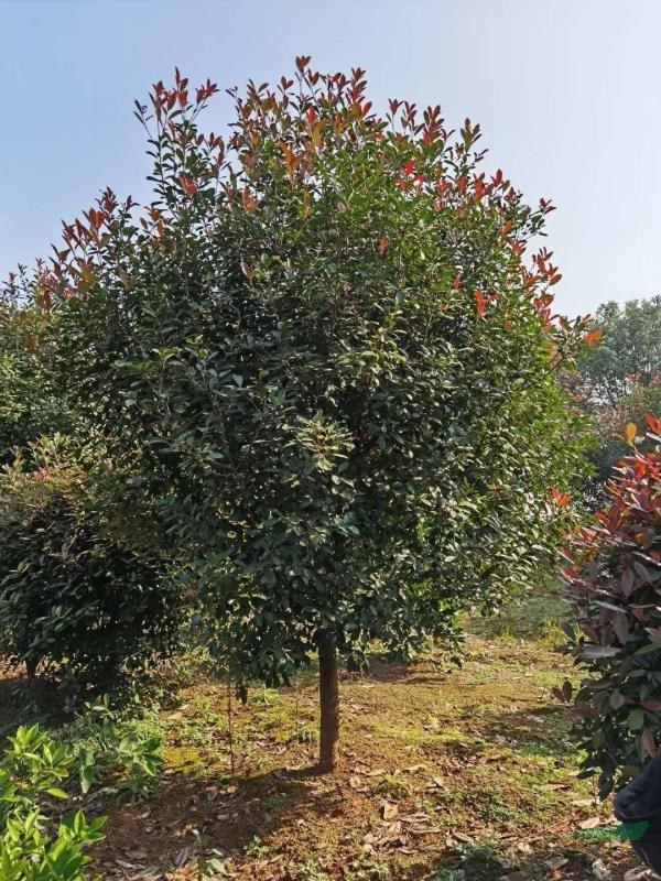 供應10公分紅葉石楠