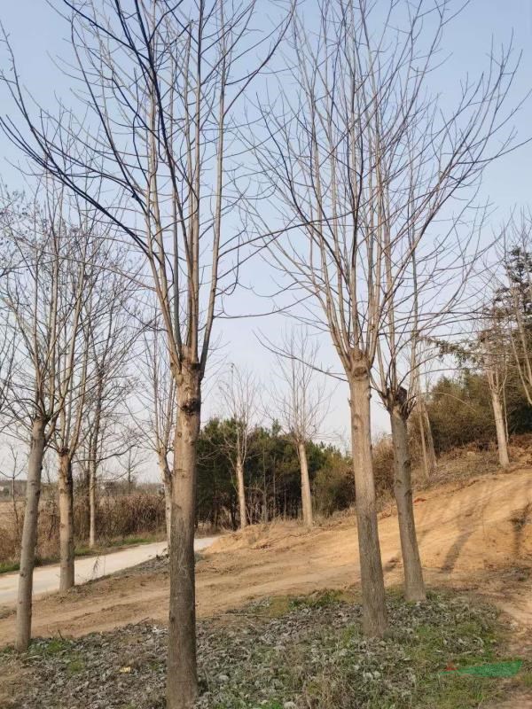 供應18公分馬褂木
