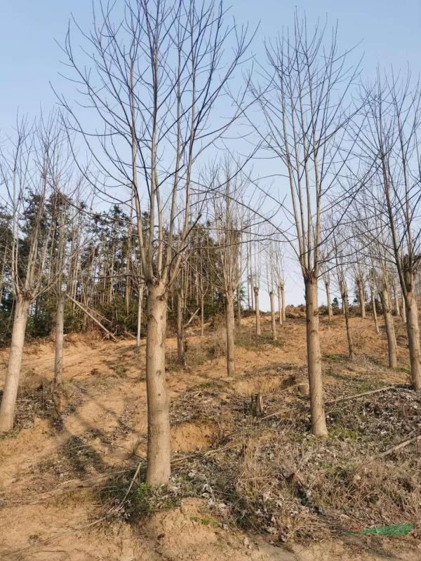 供應18公分馬褂木