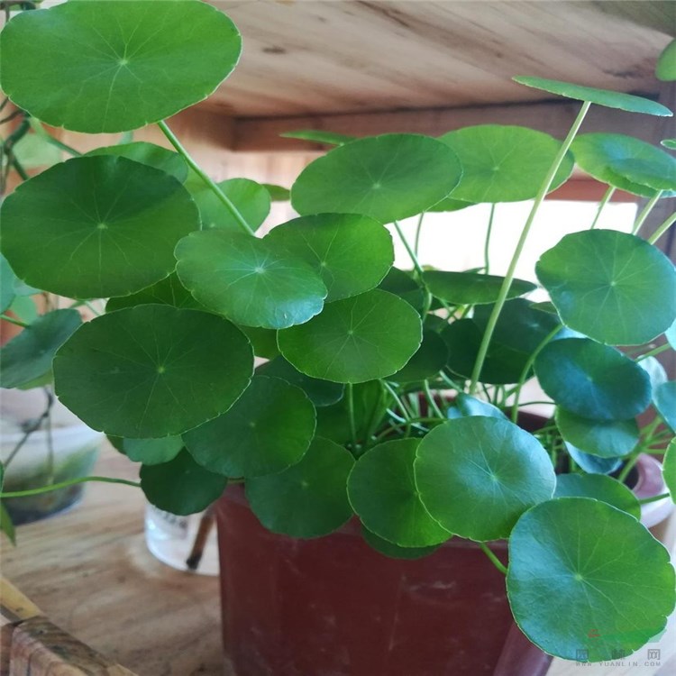 大量批發(fā)綠色水培植物 銅錢草根莖 水生香菇草 花卉