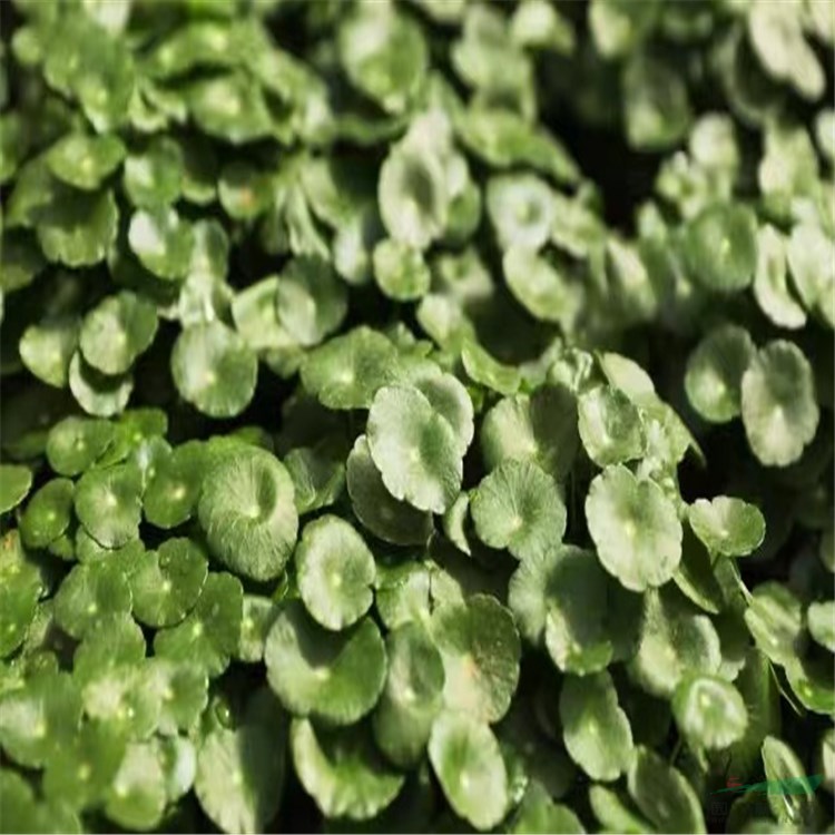 大量批發(fā)綠色水培植物 銅錢草根莖 水生香菇草 花卉