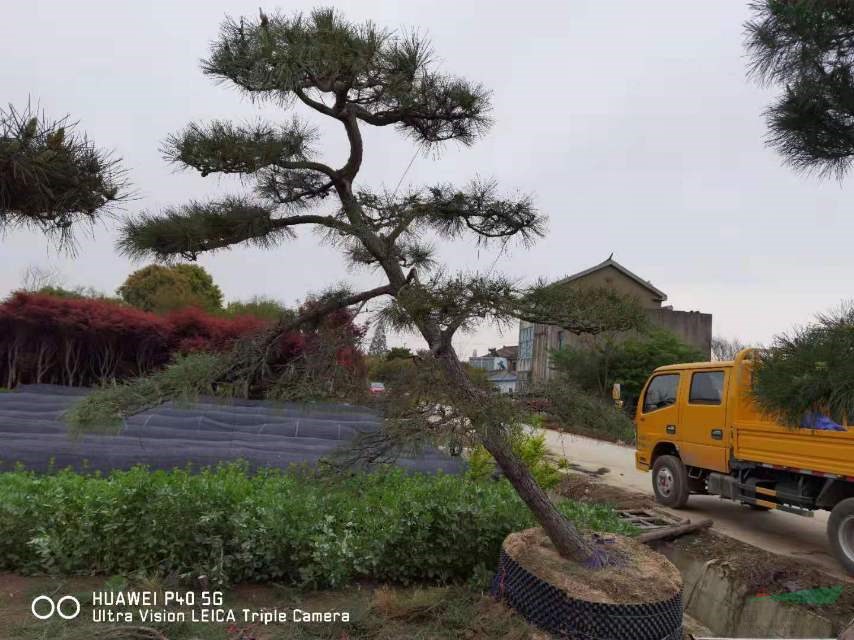 這是本基地今天實拍的造型黑松的圖片，江蘇造型黑松盆景，江蘇黑