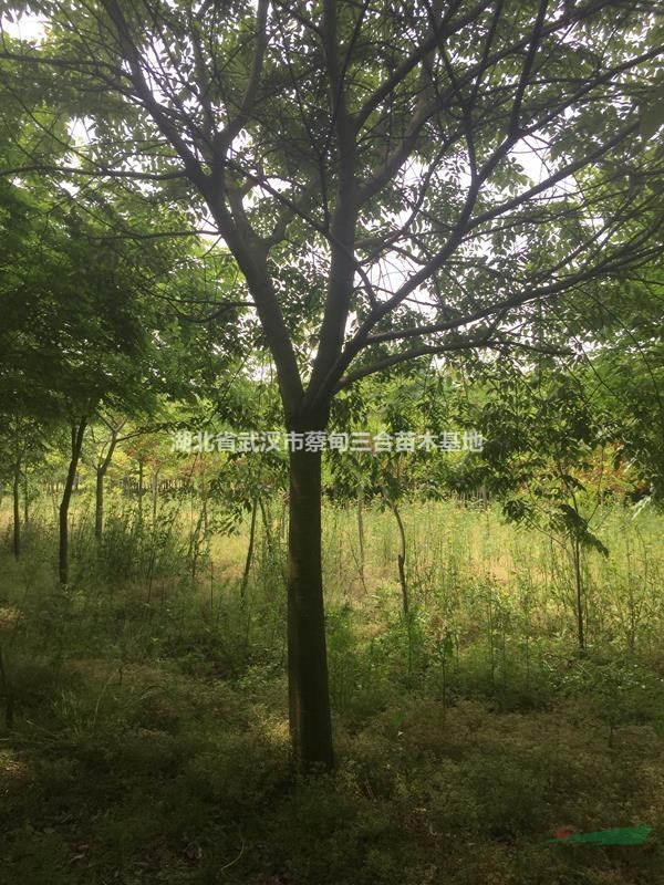 榉树 湖北榉树武汉榉树红榉树孝感汉川榉树蔡甸榉树红榉树白榉树红榉白榉