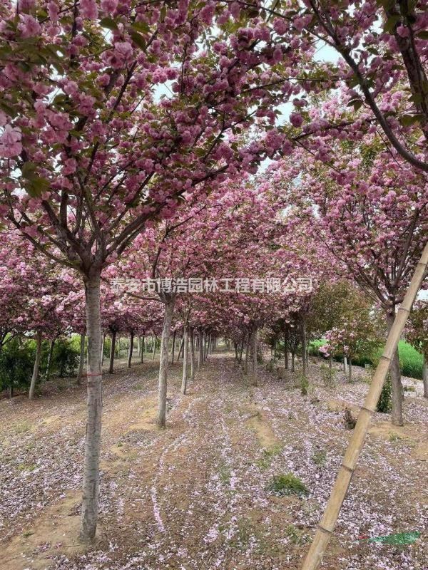 高桿櫻花